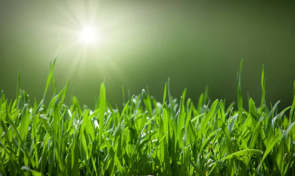 Groene Gras Natuurlijke Achtergrond Met Selectieve Focus — Stockfoto