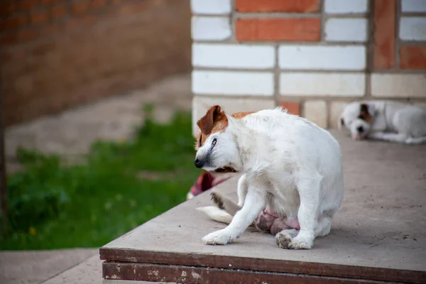 Jack Russell Terrier suffers from flea and tick bites. Pets with a problem of parasites. Dog crunch from itching