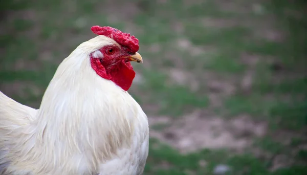 Head White Rooster — Foto Stock