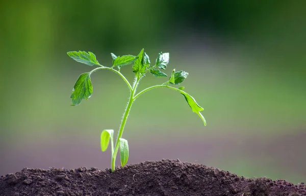 Tomato Seedling Planted Ground Plant Grows Soil Blurred Green Garden — Stockfoto