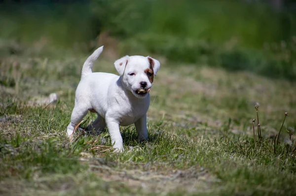 Щенок Джек Рассел Терьер Траве Собаки Играют Природе — стоковое фото