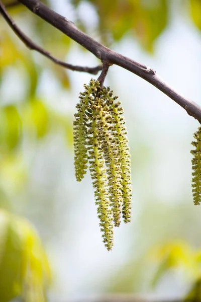 Ceviz çiçeği, ceviz çiçeği. Uzatılmış çiçekler.