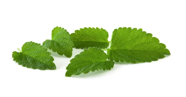 Minzblätter Isoliert Auf Weißem Hintergrund Frische Grüne Pflanze Für Getränke — Stockfoto
