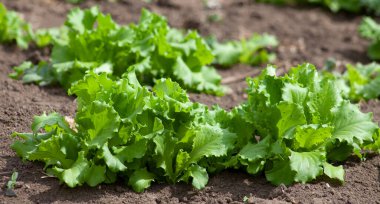 Marul toprakta yetişir. Çiftlikte taze taze yeşillikler büyüyor, bitkiler yakın planda..