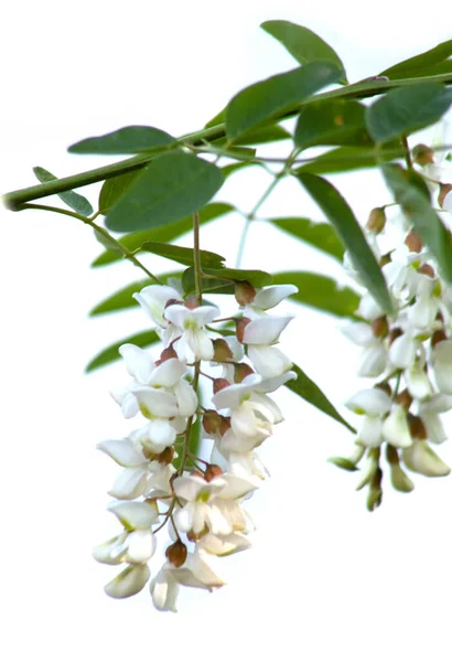 Acacia flowers with leaves on isolated white background. Honey fragrant flowers of white color