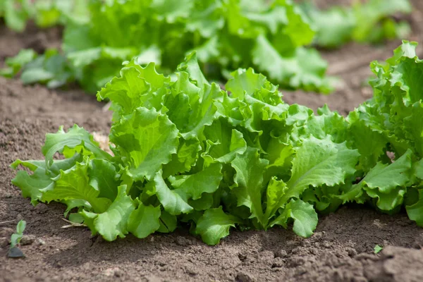 Marul toprakta yetişir. Çiftlikte taze taze yeşillikler büyüyor, bitkiler yakın planda..