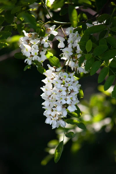 Acacia Λουλούδια Ένα Κλαδί Πράσινα Φύλλα Λευκά Λουλούδια Στον Ήλιο — Φωτογραφία Αρχείου