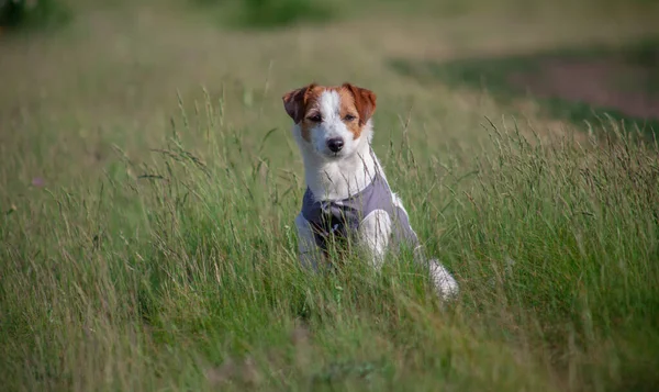 Jack Russell Terrier Het Hoge Gras Een Wandeling Natuur — Stockfoto
