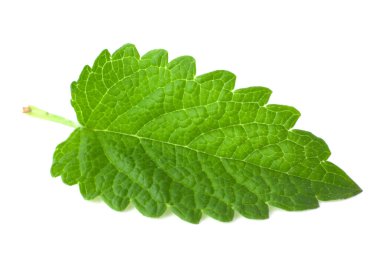 Beyaz arka plan üzerinde izole taze melisa yaprağı