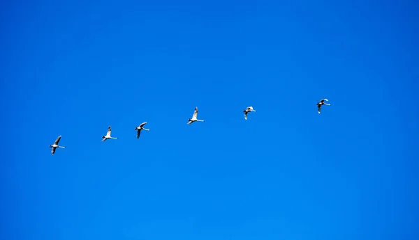 Лебеді Літають Ясному Небі Дикі Гуси Тлі Безхмарного Неба Сонячний — стокове фото