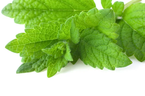 Bunch Lemon Balm Melissa Plant Isolated White Background — Stock Photo, Image