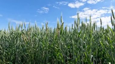 buğday mavi gökyüzünde bir zemin üzerine yeşil kulaklar.