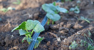 Salatalık sulama, bitkilerin açık zeminde otomatik sulanması için yakın çekim bant