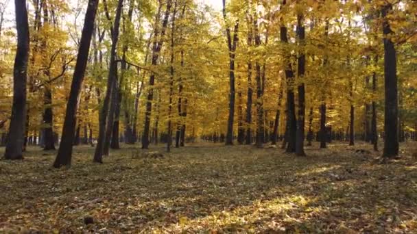 Podzimní Les Dlouhými Listy Slunce Proniká Středu Lesa Skrze Stromy — Stock video