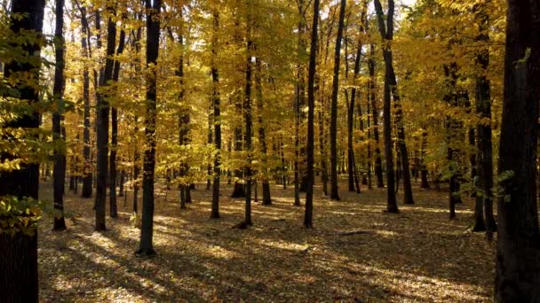 Folhas Caindo Floresta Outono Tree Trunks Yellow Leaves Tree Branch — Vídeo de Stock