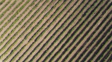 En iyi üzüm bağı manzarası. Bir tarım bağında havadan insansız hava aracı.