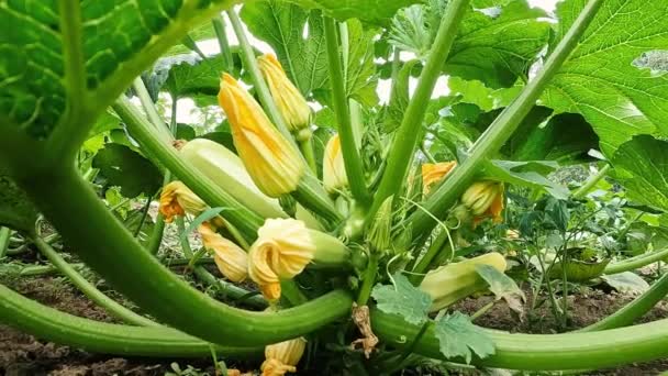 Abobrinha Cresce Jardim Uma Deliciosa Abobrinha Vegetariana Floresce Cresce Solo — Vídeo de Stock