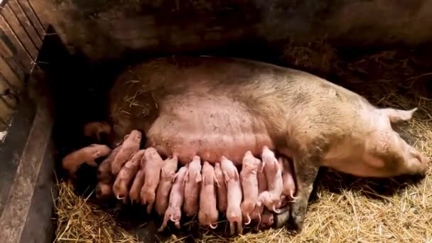 Свинья Много Поросят Кормят Молоко Хрюшки Комплекте Большой Свиньей — стоковое видео
