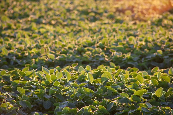 Soybean field in the evening sun. The green stems of soybeans are illuminated by the orange glow of the evening sun. Selective focus.