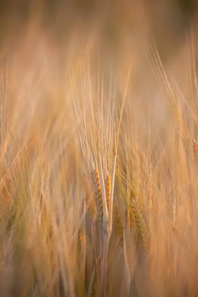 Espiguilla Cebada Campo Denso Campo Cebada Resplandor Dorado Del Sol — Foto de Stock