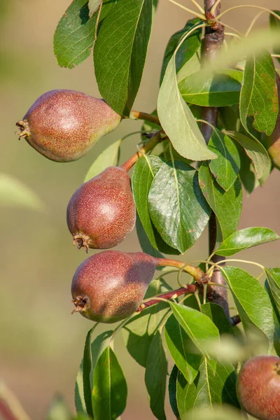 Pears and leaves on a tree close-up