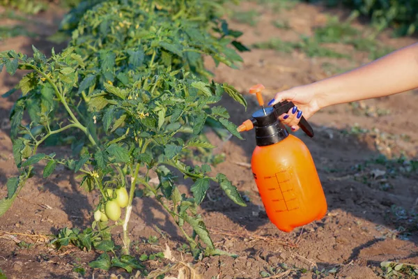 Spraying of tomato bushes. Protecting tomato plants from fungal disease or vermin with pressure sprayer in the garden. The concept of crop protection against pests