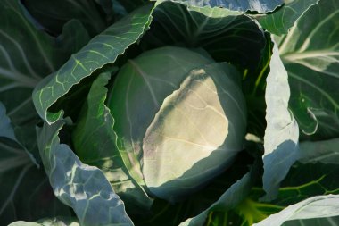 Bahçede taze bir lahana başı. Kabak tarlası büyümesi yakın plan..