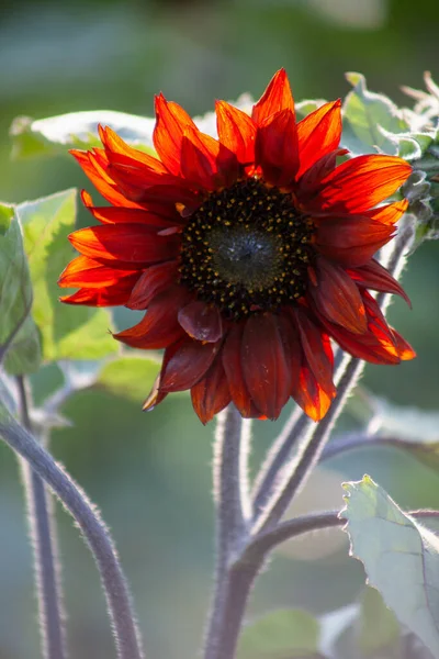 Red sunflower decorative. A sunflower flower decorates the garden