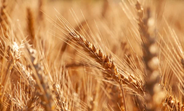 Ripe Ears Wheat Golden Color Close Grain Crop Field Ready — 图库照片