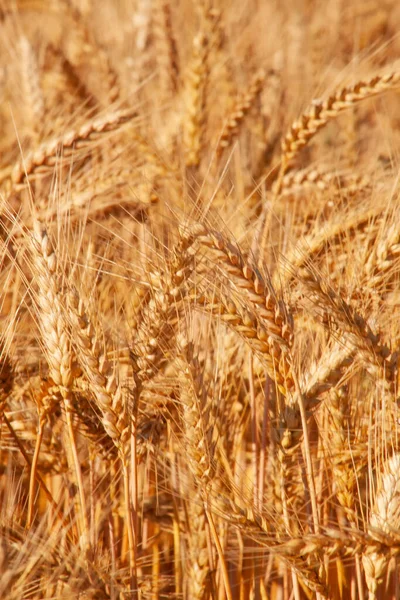 Вуха Золотої Пшениці Дозрівали Полі Врожай Пшениці Сільському Господарстві — стокове фото