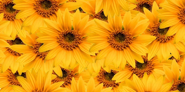 Sunflower pattern, pattern of yellow flowers