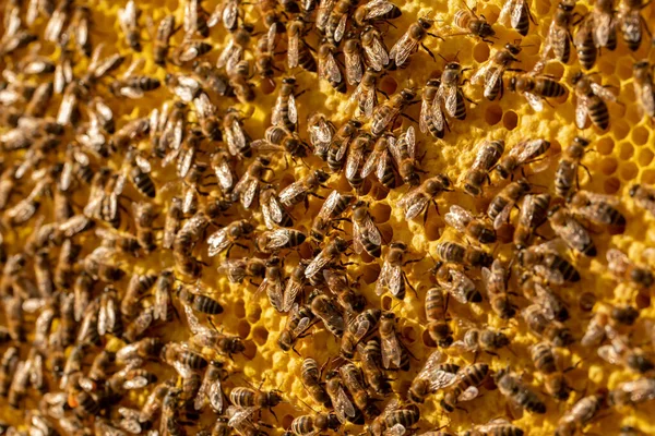 Bees Frame Sealed Honeycombs Close Selective Focus Defocus — Fotografia de Stock