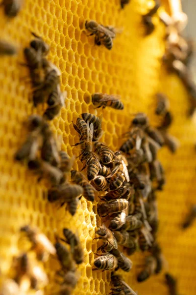 Bees Honeycomb Frame Shallow Depth Field Selective Focus Macro Close — Fotografia de Stock
