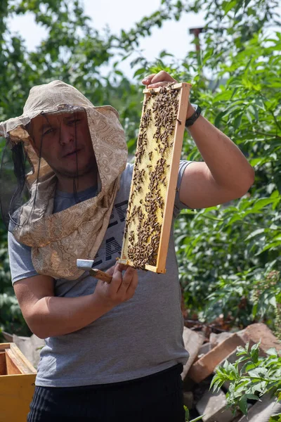 Male Beekeeper Holds Frame Honey Bees Work Apiary Survey Bee — Stockfoto