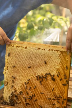 A frame with sealed honey in the hands of a beekeeper who takes out honeycombs from a hive in an apiary