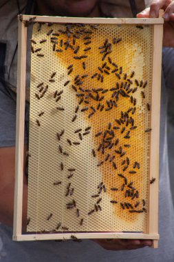 Bees build combs on new wax in a frame. The beekeeper looks at the work of the bees in the hive