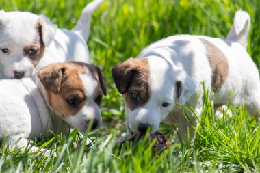 Jack Russell terrier puppies in the grass. Dog in selective focus