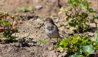 Gray sparrow on gray ground near green plants