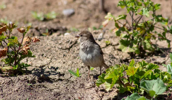 Gray Sparrow Gray Ground Green Plants — Φωτογραφία Αρχείου