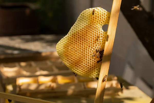 Tongue Honeycomb Which Bees Collect Honey Beekeeper Holds His Hands — Fotografia de Stock