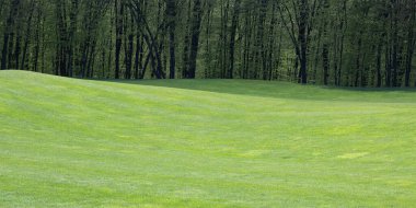 A lawn with a lawn near the forest. Green grass on the hills. Beautiful landscape of nature
