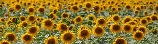 Panorama of a field with sunflowers. Sunflower caps look into the camera lens