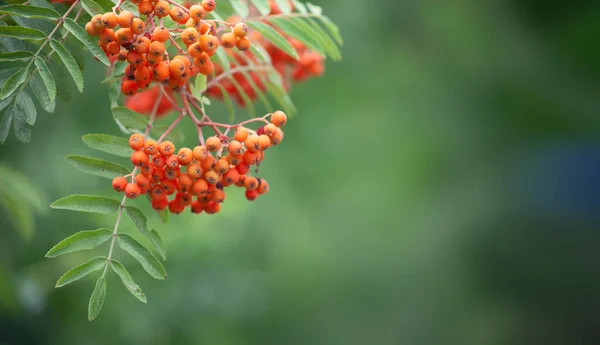 Bunch Rowanberries Tree Blurred Green Background — Fotografia de Stock