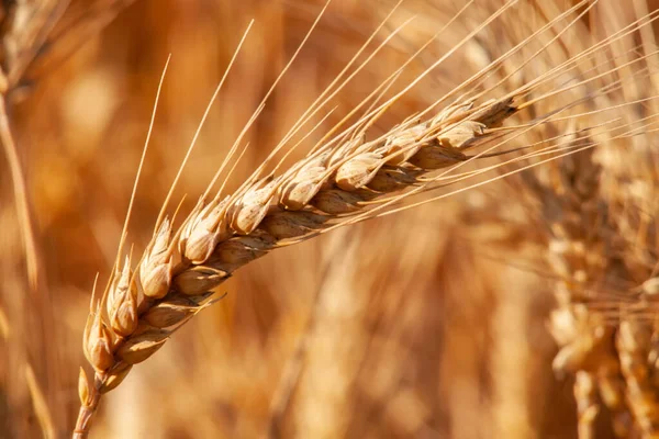 Крупним Планом Вухо Пшениці Помаранчевому Сонці — стокове фото