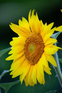 Sunflower flower close-up. Stem with sunflower seeds
