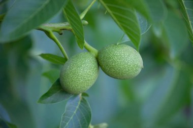 Two green walnuts, close-up, growing on a tree