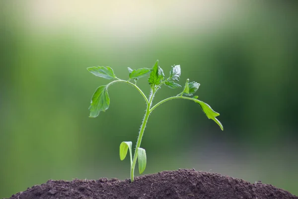 Tomato Seedlings Just Planted Ground Young Plant Blurred Green Background — Stockfoto