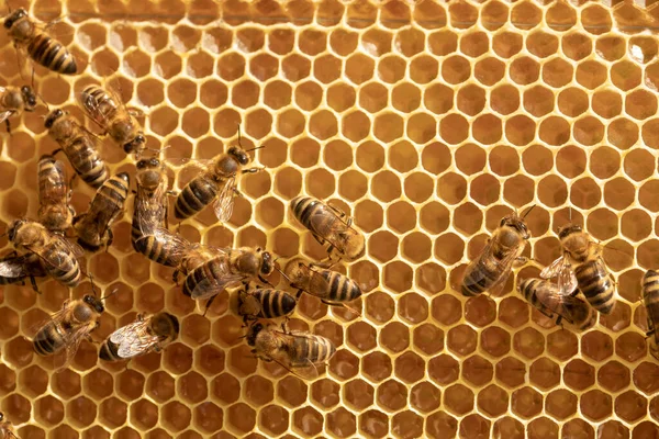 Background of bees on honeycombs with honey. Insects work on frames in the hive
