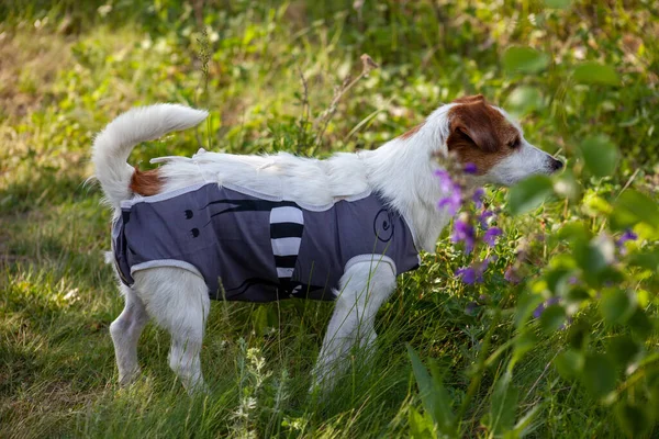 Jack Russell in a jacket after surgery, a dog on a walk in nature
