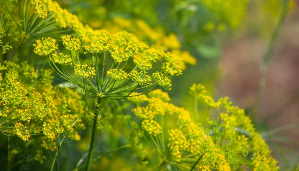 Dill flowers blurred branches, plant growth in the garden.